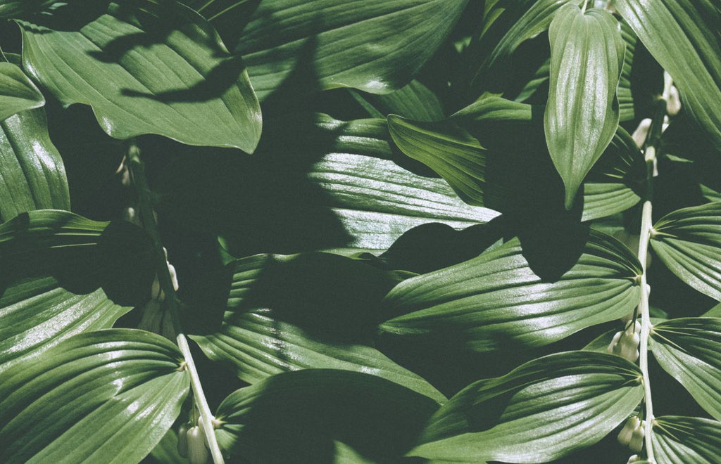 A Connection to Nature – Our Earthy Candle Aromas